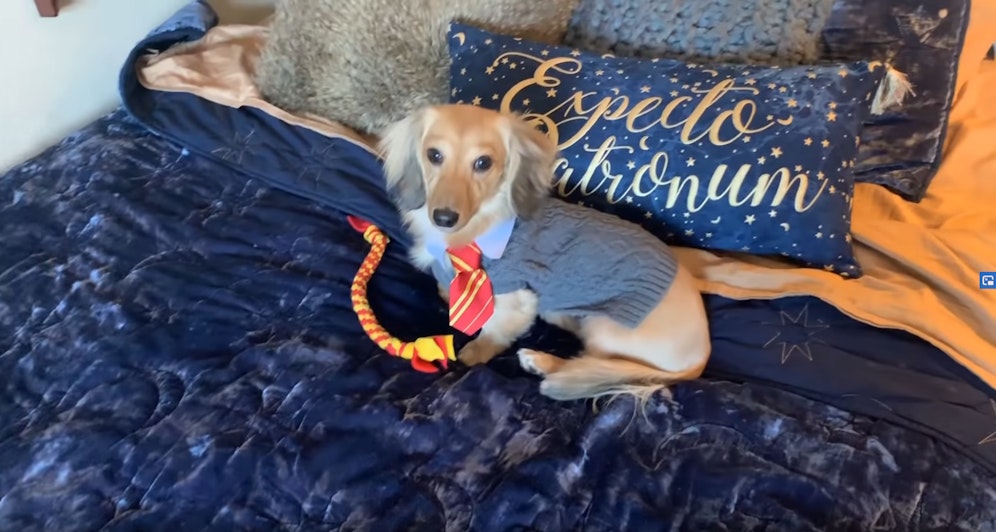 Ein All-Over-Harry Potter-Look: Dackel Remus als Zauberschüler in Hogwarts, der Schule für Hexerei und Zauberei in 