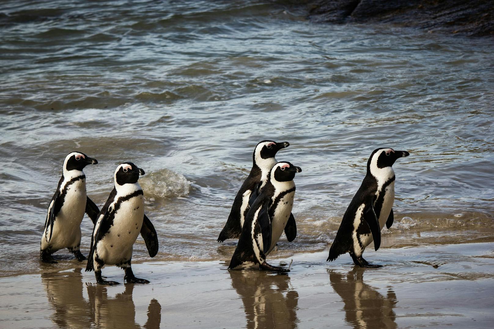 Pinguin-Fans dürfen sich jeden Abend über eine Pinguin-Parade freuen. 