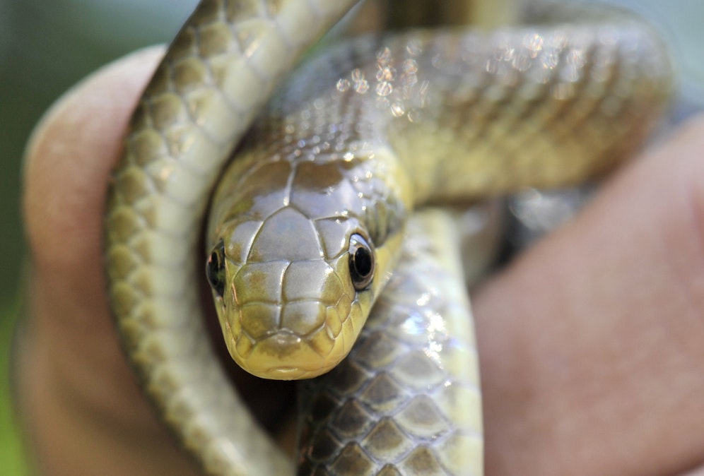 Eine ausgewachsene Äskulapnatter (Zamenis longissimus)
