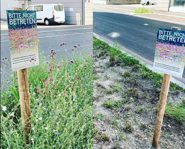 Bluhende Blumenwiese In Urfahr Totgemaht Oberosterreich Heute At