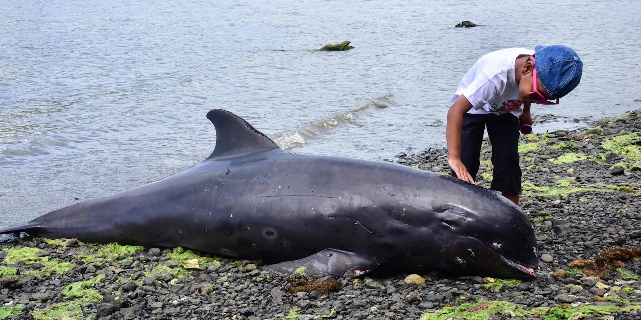 Nach Öl-Katastrophe: 18 Delfine sterben am Strand - Welt | heute.at