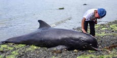 Nach Öl-Katastrophe: 18 Delfine sterben am Strand