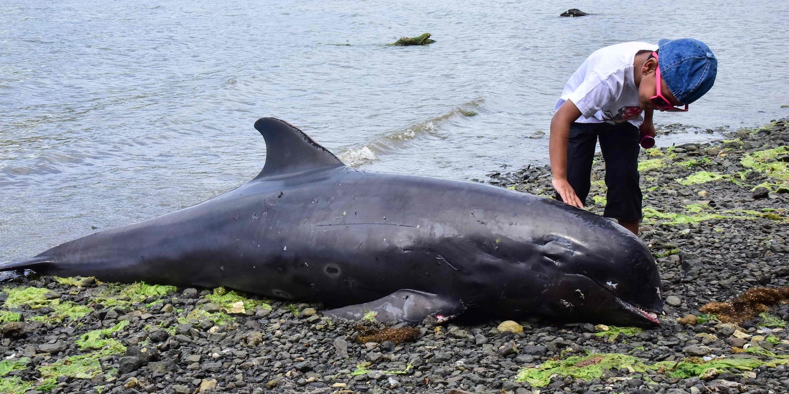 Ein Junge erkundigt sich nach dem Zustand eines Delfins auf Mauritius.