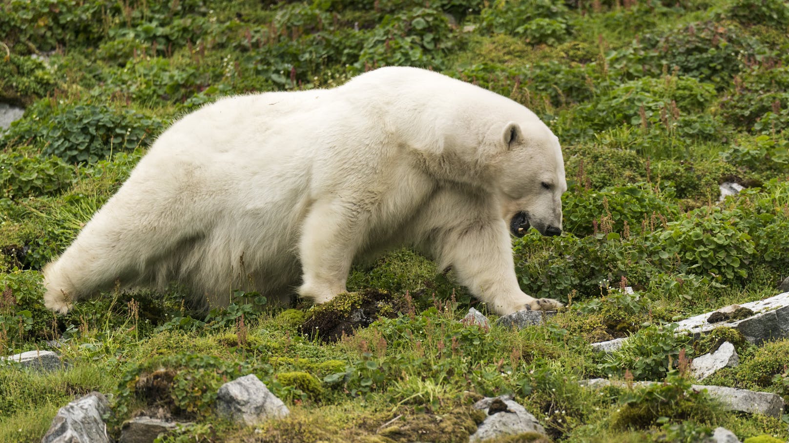 Auf der norwegischen Inselgruppe Spitzbergen wurde in der Nacht auf Freitag ein Mann von einem Eisbären getötet.