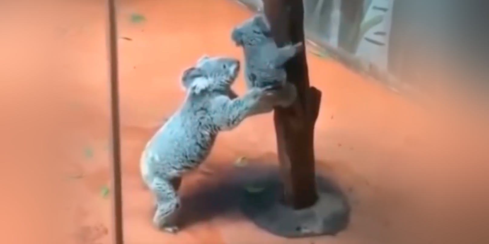 Koala-Mama hilft ihrem Baby beim Abstieg
