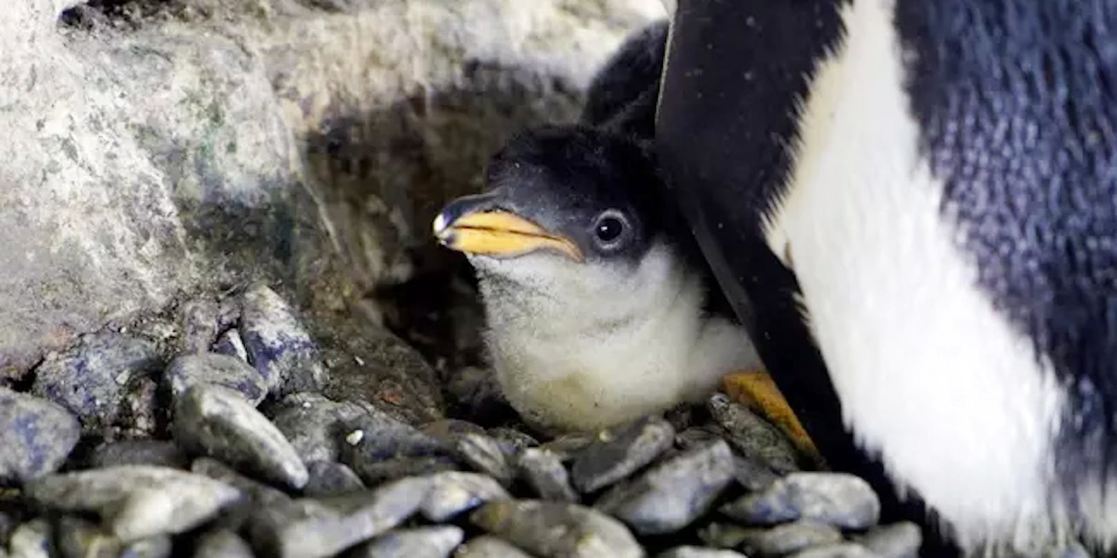 Lesbische Pinguine bringen Nachwuchs zur Welt
