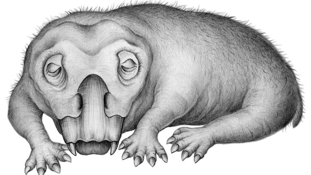 Ein Lystrosaurus sieht aus wie eine Kreuzung aus Schwein und Eidechse.