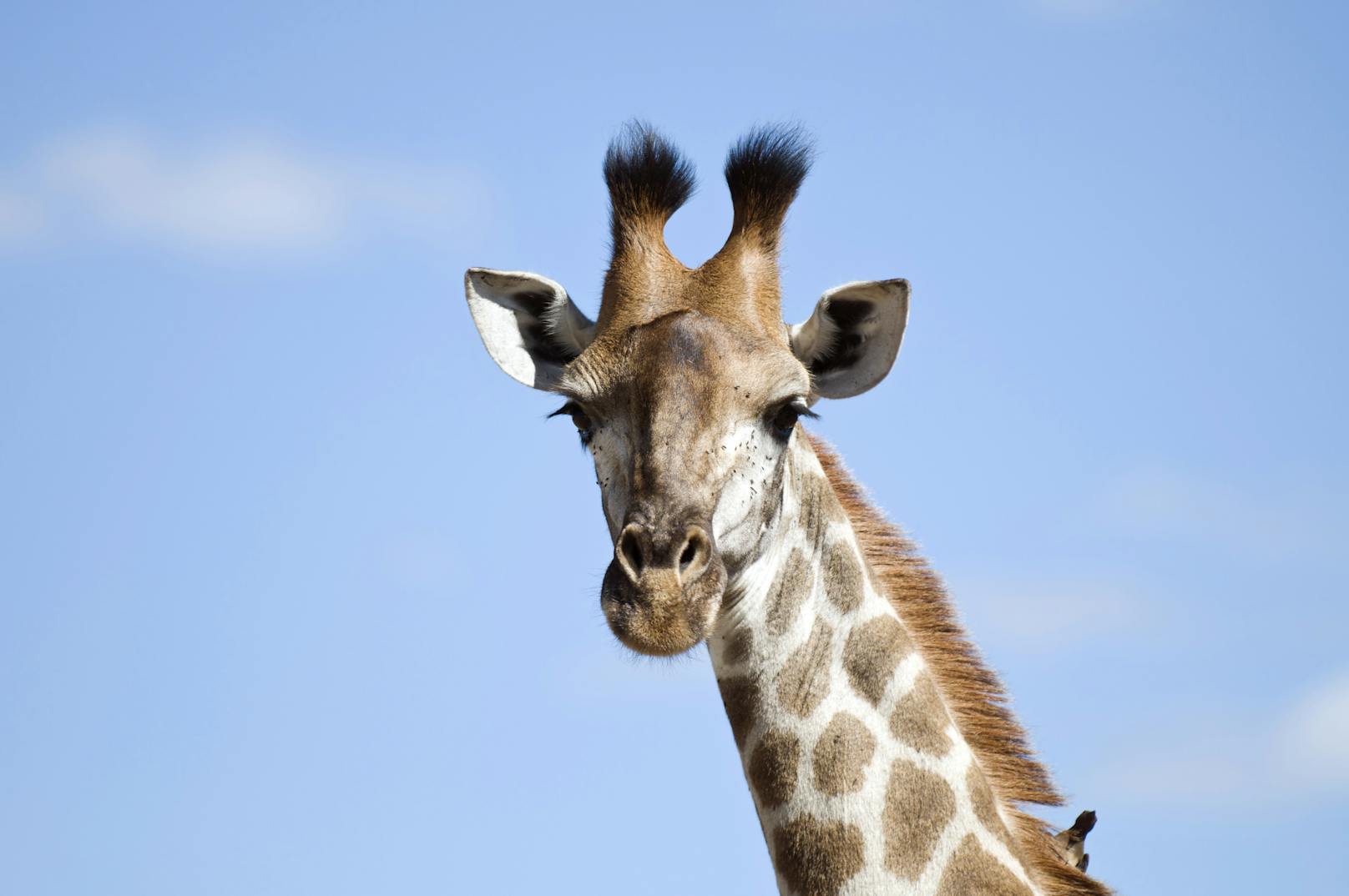 Die Zunge einer Giraffe kann bis zu 50 Zentimeter lang werden. 