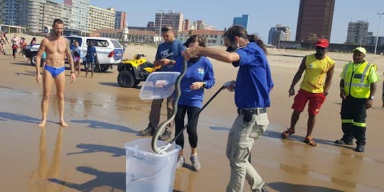 Eine 2,5 Meter lange schwarze Mamba wurde am Dienstagnachmittag am Strand von Durban wieder eingefangen.