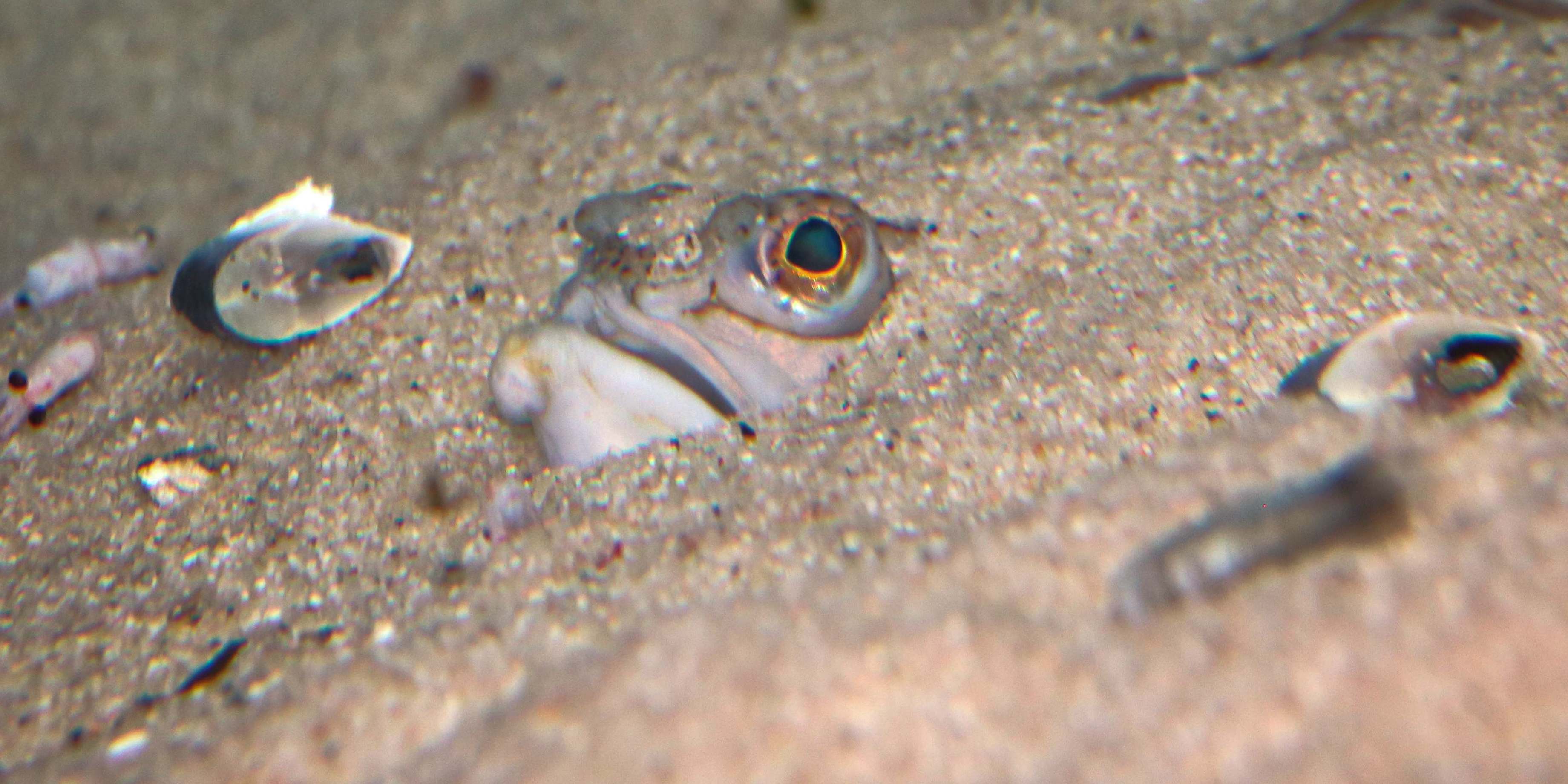 Von diesem Fisch kommt übrigens die Redewendung "Den Kopf aus dem Sand stecken"