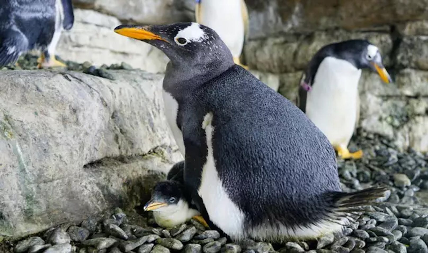 Das Pinguin-Paar Electra und Viola mit ihrem Baby