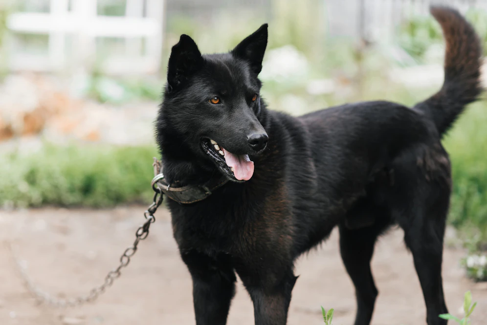 Ein schwarzer Hund ist in einem Garten angekettet. Symbolbild