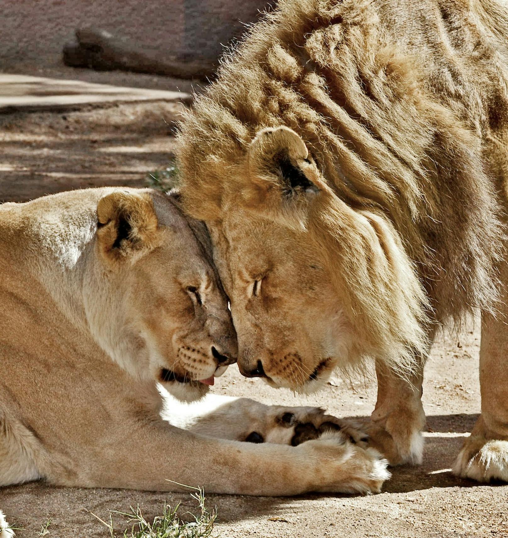 Hubert und Kalisa waren seit 2014 die Stars des Los Angeles Zoos