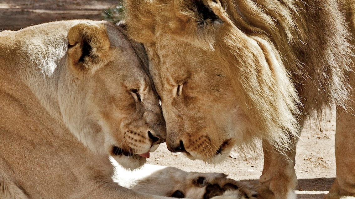 Zoo tötet beliebtes Löwen-Pärchen Hubert und Kalisa Zoo tötet beliebtes Löwen-Pärchen Hubert und Kalisa
