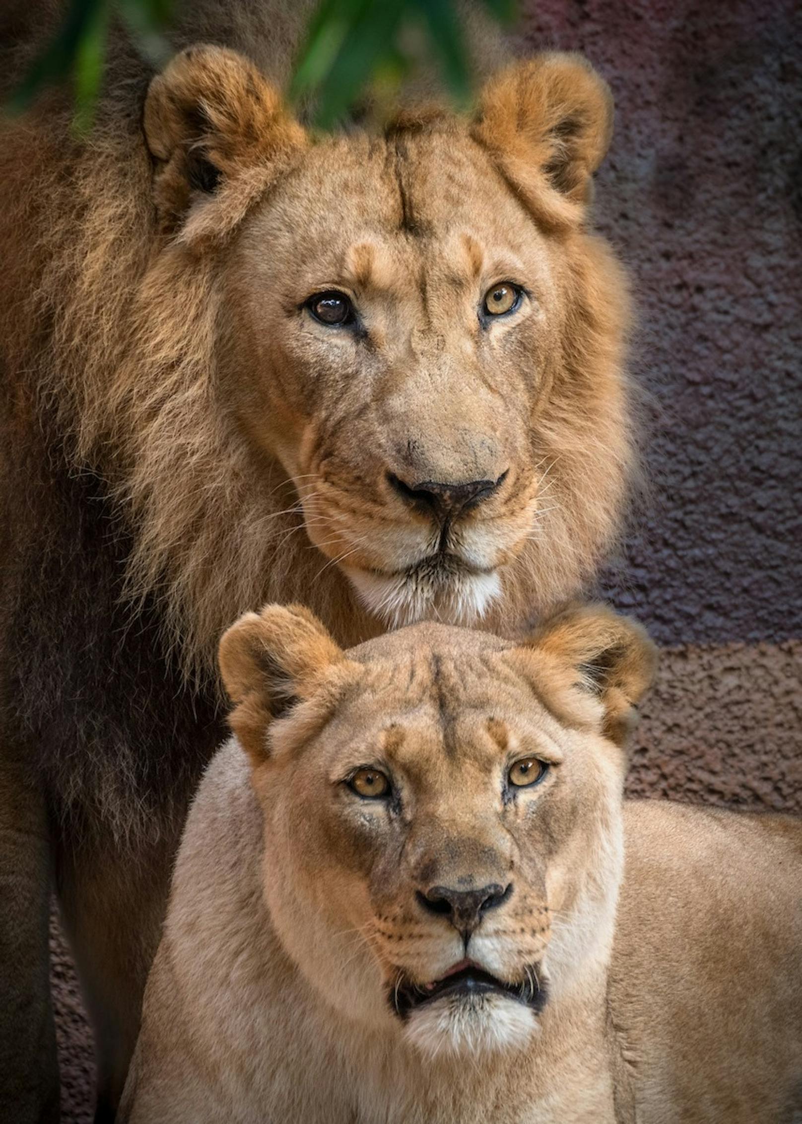 Hubert und Kalisa waren seit 2014 die Stars des Los Angeles Zoos