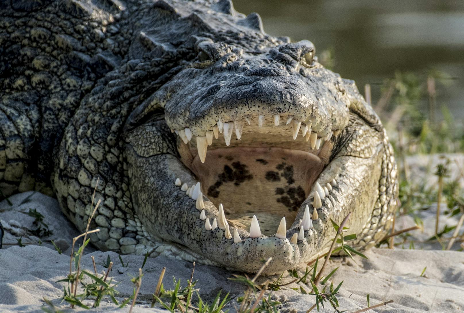 14-jähriger Bursch von Krokodil gefressen