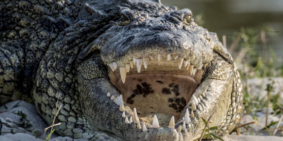 Ein anderes Krokodil, auf einer anderen Sandbank.
