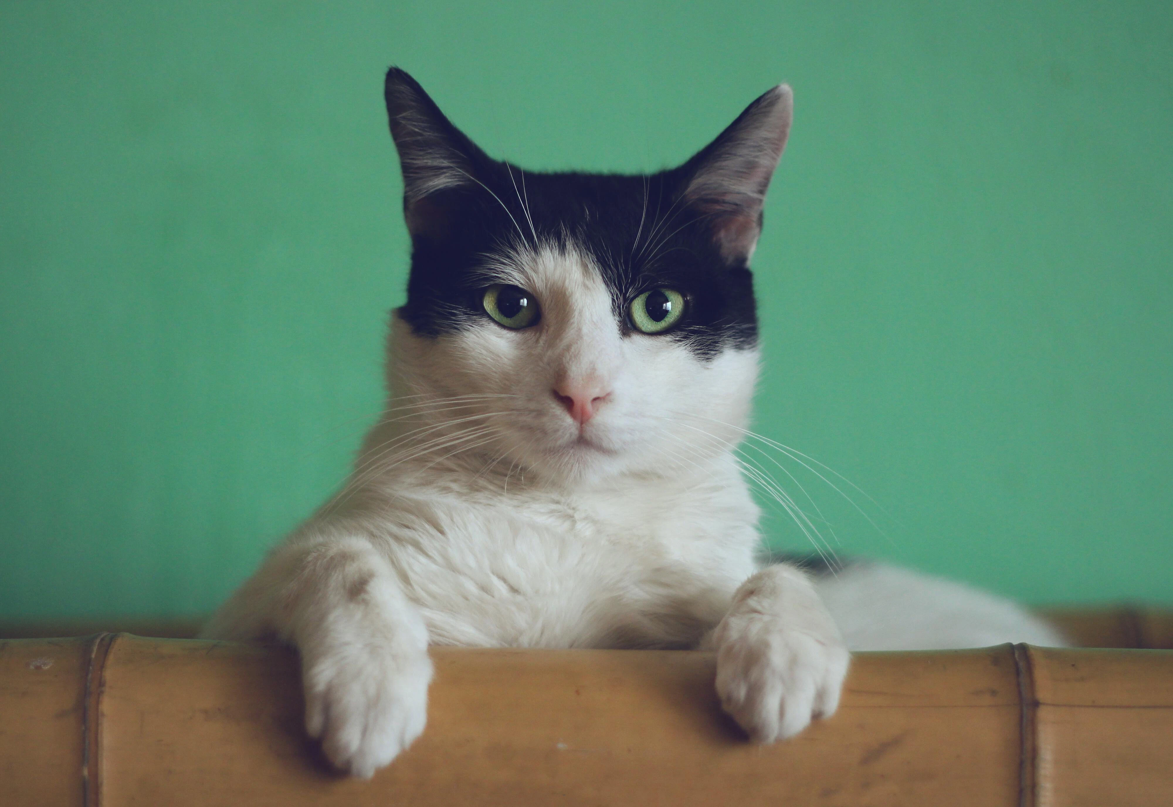 Katzen Symbolbild