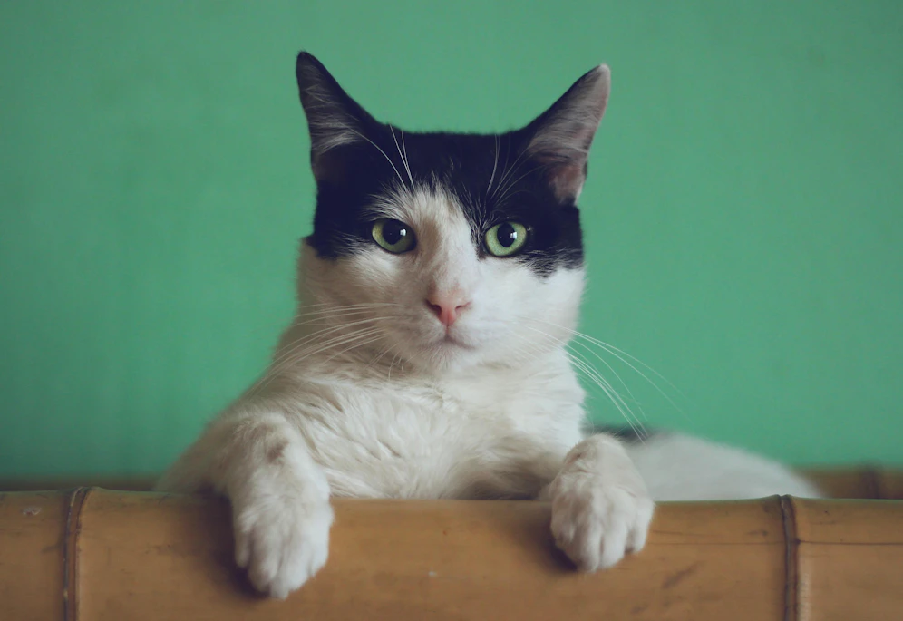 Die Katze wurde durch den Vorfall nicht verletzt. (Symbolbild)&nbsp;