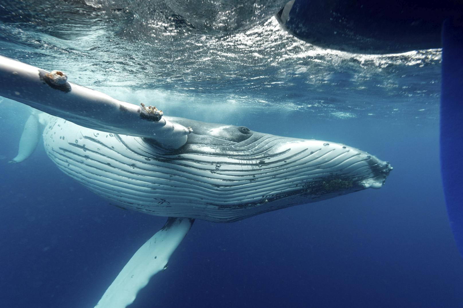 Buckelwale werden bis zu 15 Metern lang.