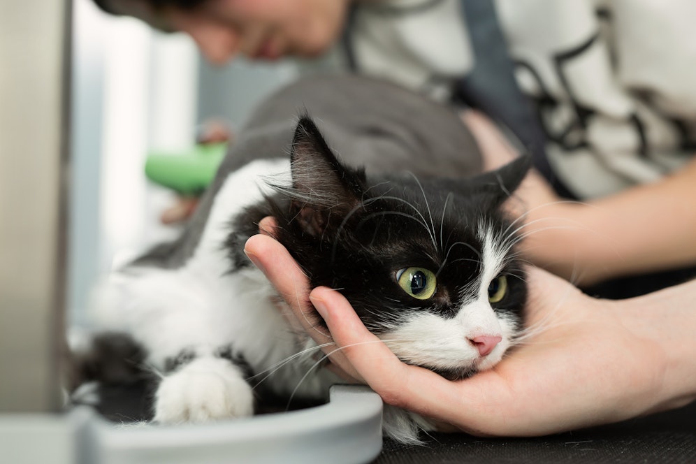 Eine Katze wird untersucht. Symbolbild