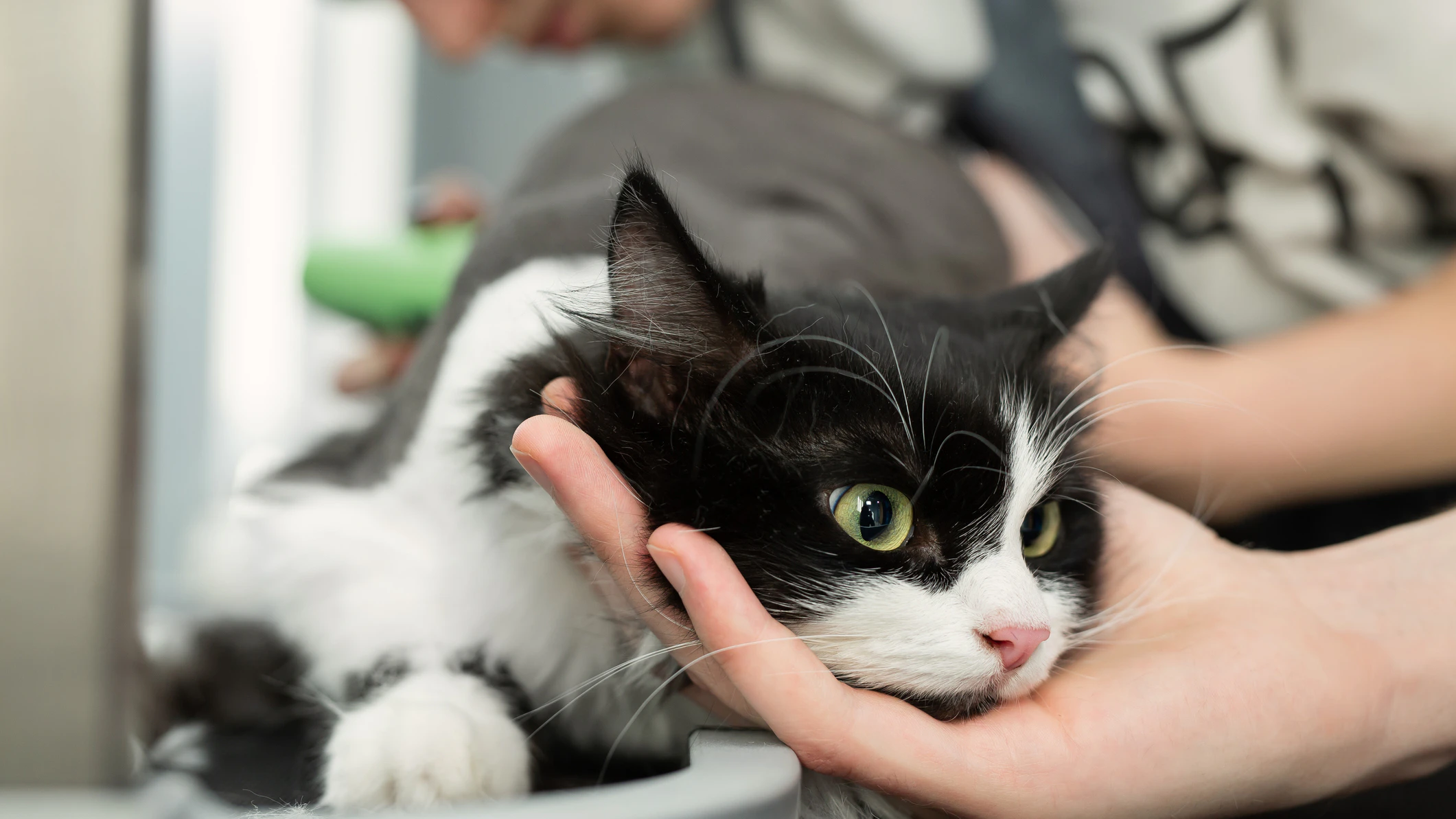 Katzenpflege im Schönheitssalon. Pflege Meister schneidet und rasiert eine Katze, kümmert sich um eine Katze. Der Tierarzt verwendet eine elektrische Rasiermaschine für die Katze