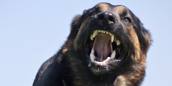 Ein Hund mit aufgerissenem Maul (Symbolbild)