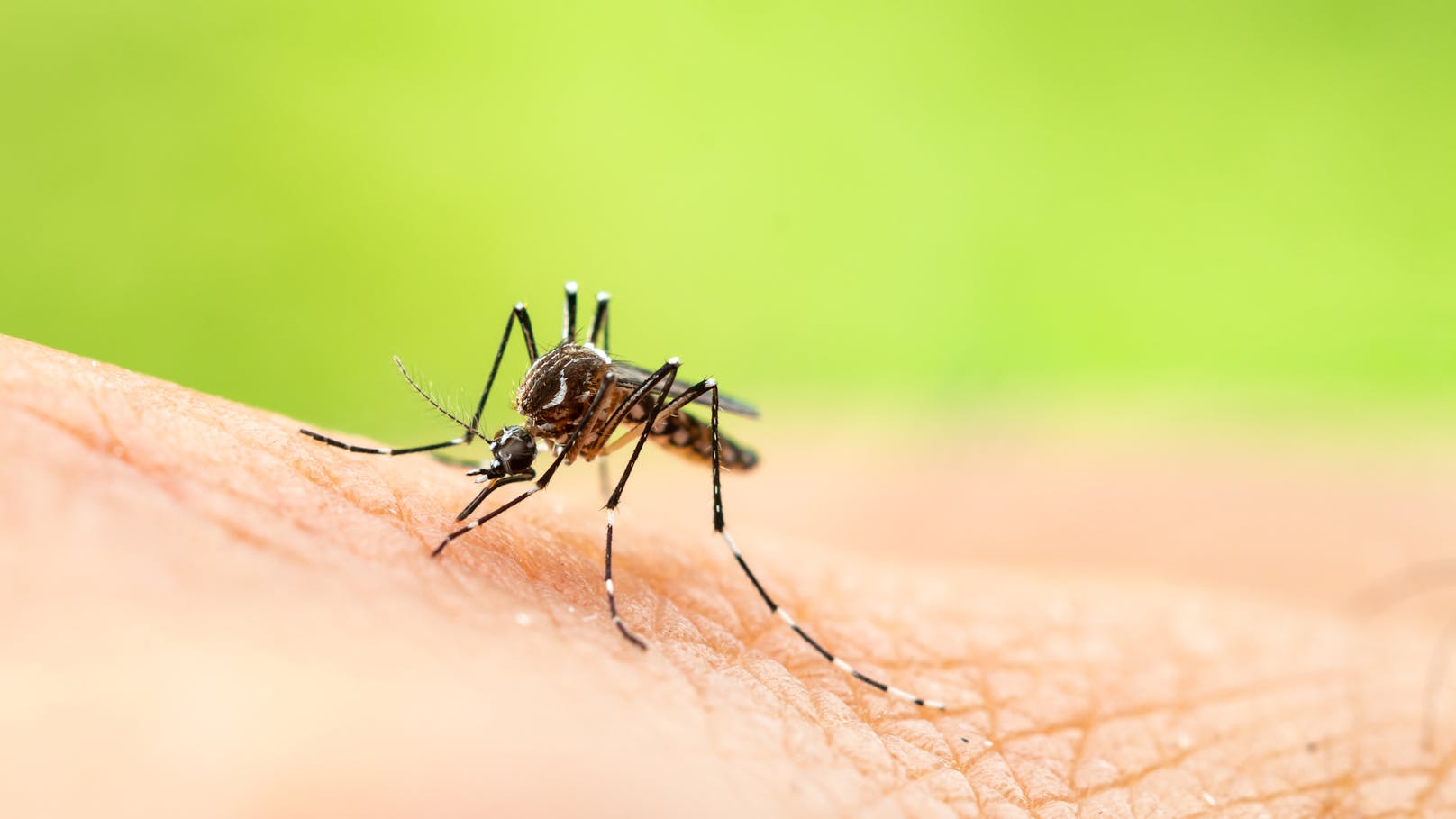 Eine Vielzahl an Infektionskrankheiten wird durch Mücken übertragen. Ein weltweiter Überblick.