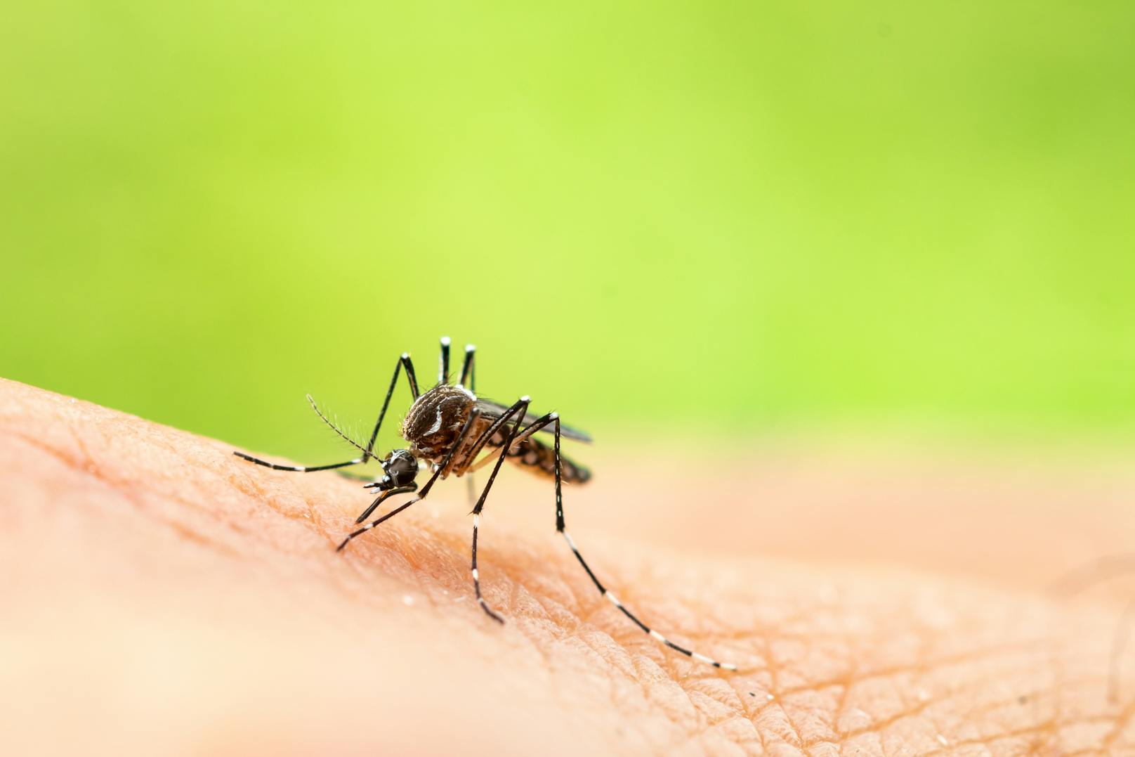 Eine Vielzahl an Infektionskrankheiten wird durch Mücken übertragen. Ein weltweiter Überblick.