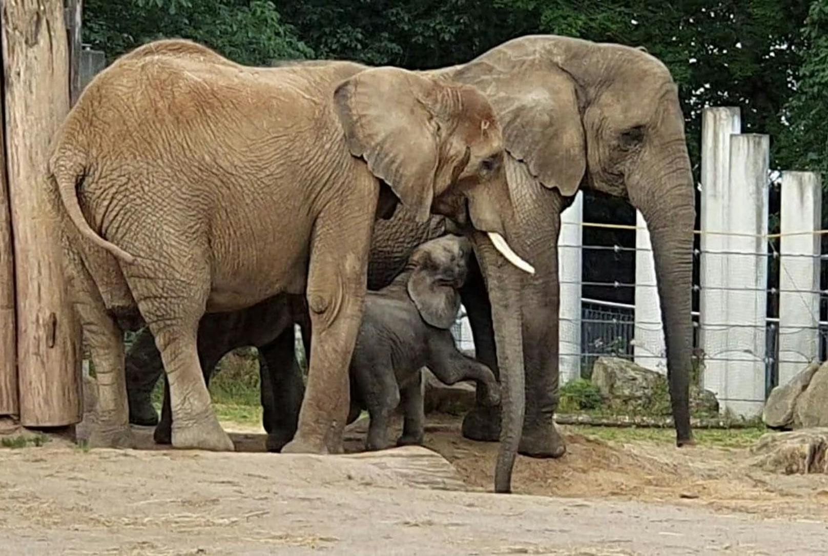 In der überschaubaren Familienstruktur von Elefanten gibt es immer eine Leitkuh. Meist ist sie das älteste Tier.