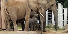 Rührend: Elefantenfamilie nach 12 Jahren vereint