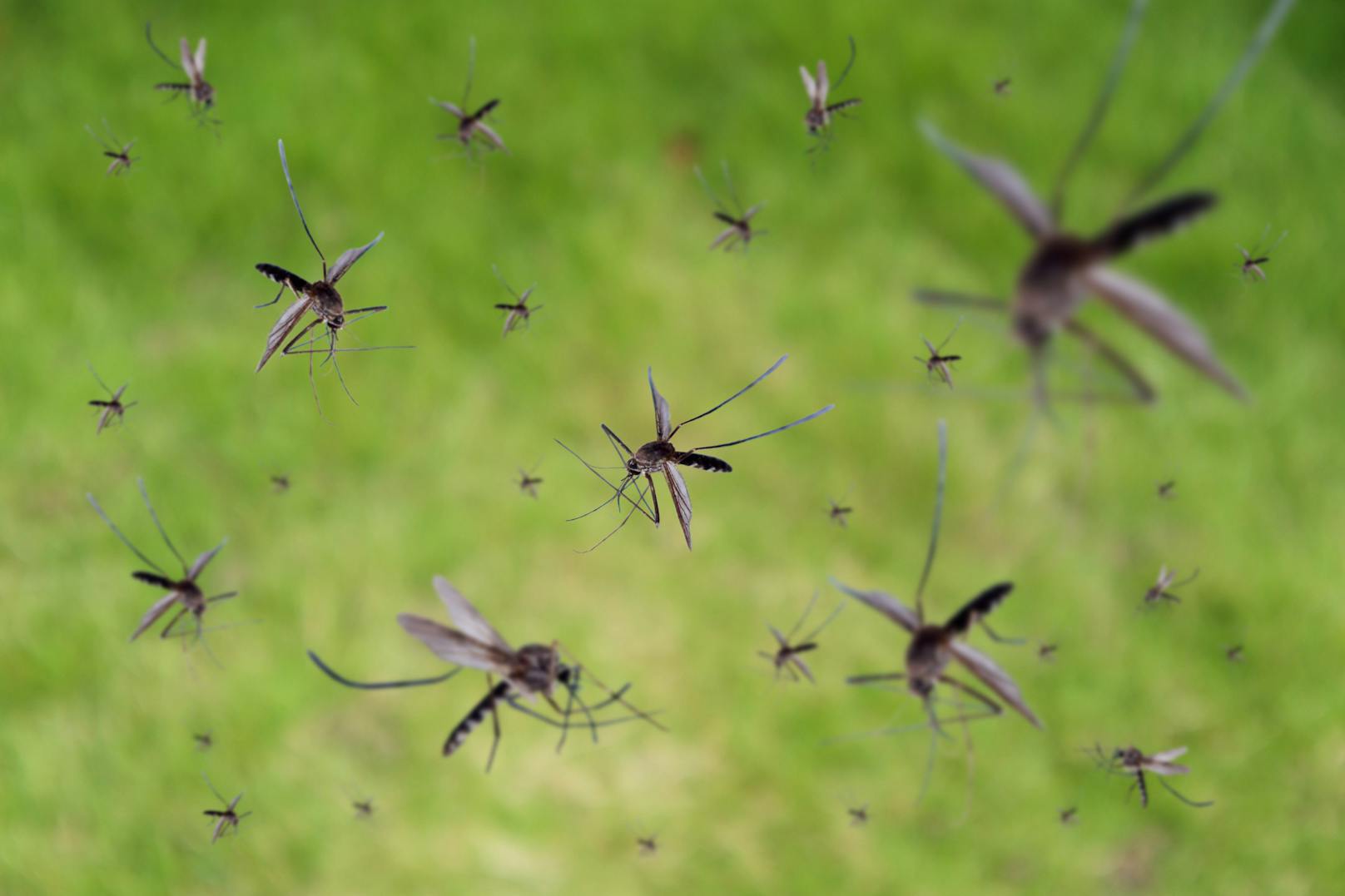 In Australien entsteht eine Mückenzucht. Dort sollen Exemplare gezüchtet werden, die zur Bekämpfung von durch Mücken übertragene Infektionskrankheiten eingesetzt werden.