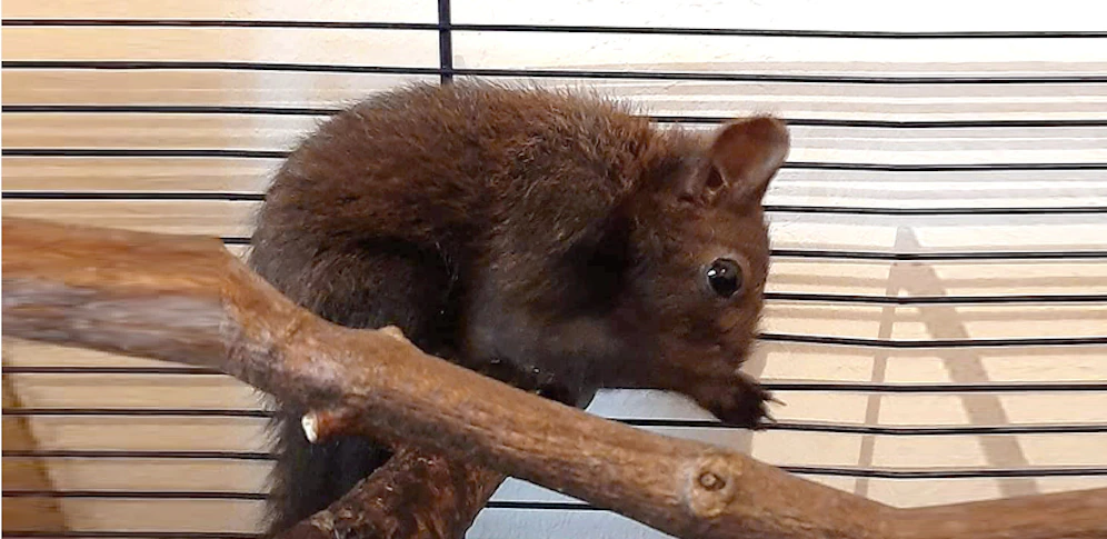 Eichkätzchen Sigi muss aufgrund seiner Zähne weiterhin bei der Tierrettung bleiben. 