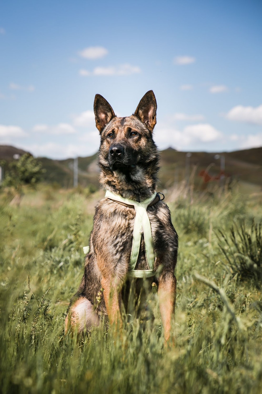 Nur jeder 5. Hund in Wien ist korrekt gechippt und registriert. Zu den 80 Prozent zählt auch der zweijährige Schäferhund Lupus, der noch immer im TierQuarTier Wien (Donaustadt) wartet.