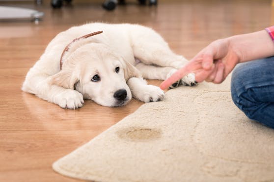 Einen Hund zu bestrafen, kann unter Umständen negative Auswirkungen auf seine Psyche haben.