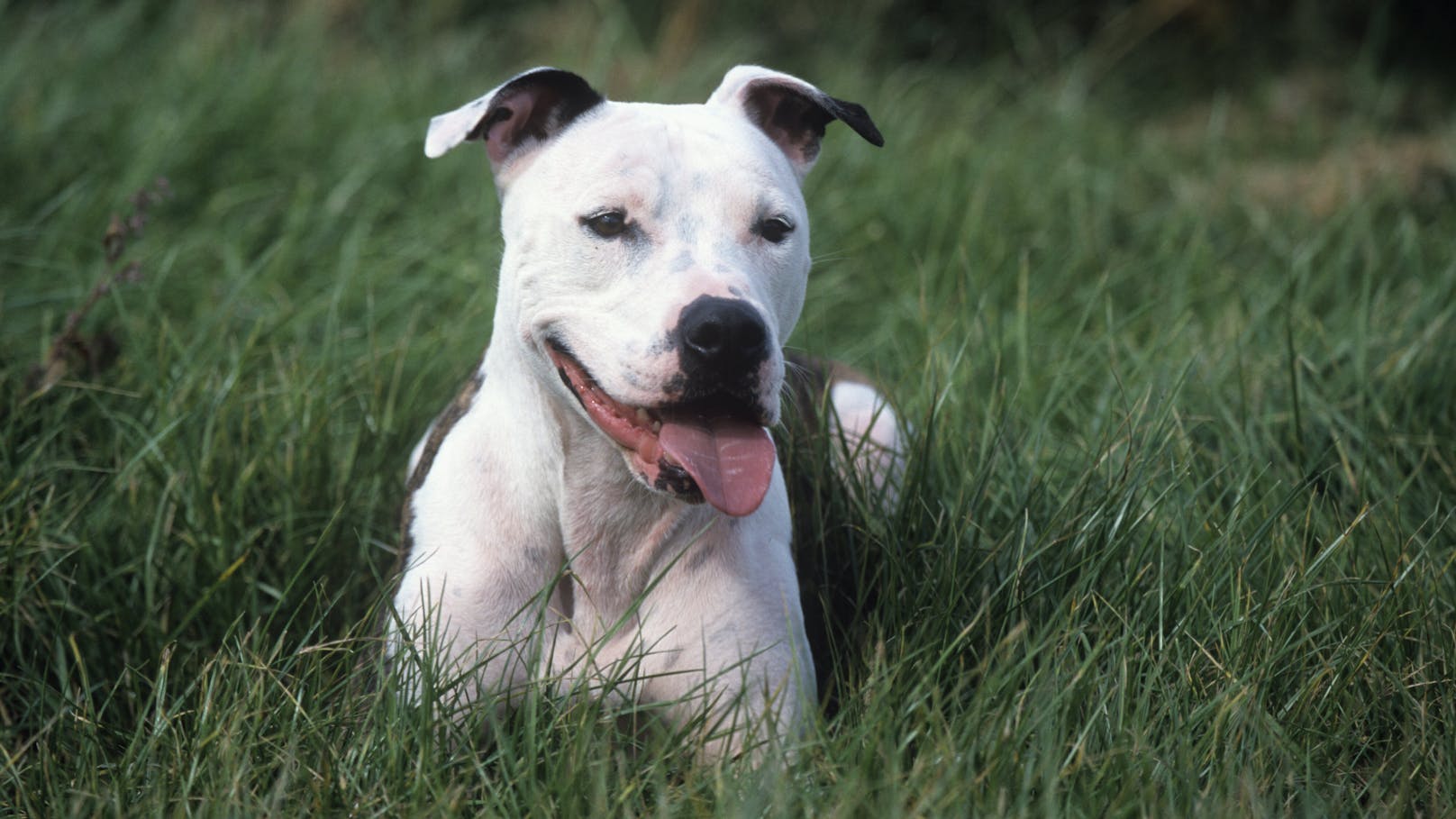 American Staffordshire Terrier<br>