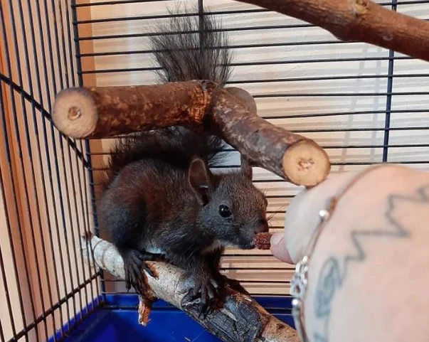 Eichkatzerl "Sigi" muss aufgrund seiner Zähne weiterhin bei der Tierrettung bleiben. 