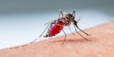 Manipulierte Mücken impfen Covid-Leugner