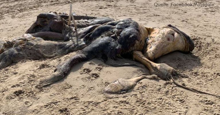 Diese Kreatur wurde an einen Strand in England angespült.