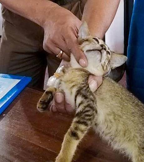 Schmugglerkatze aus Hochsicherheits-Knast ausgebrochen Schmugglerkatze aus Hochsicherheits-Knast ausgebrochen