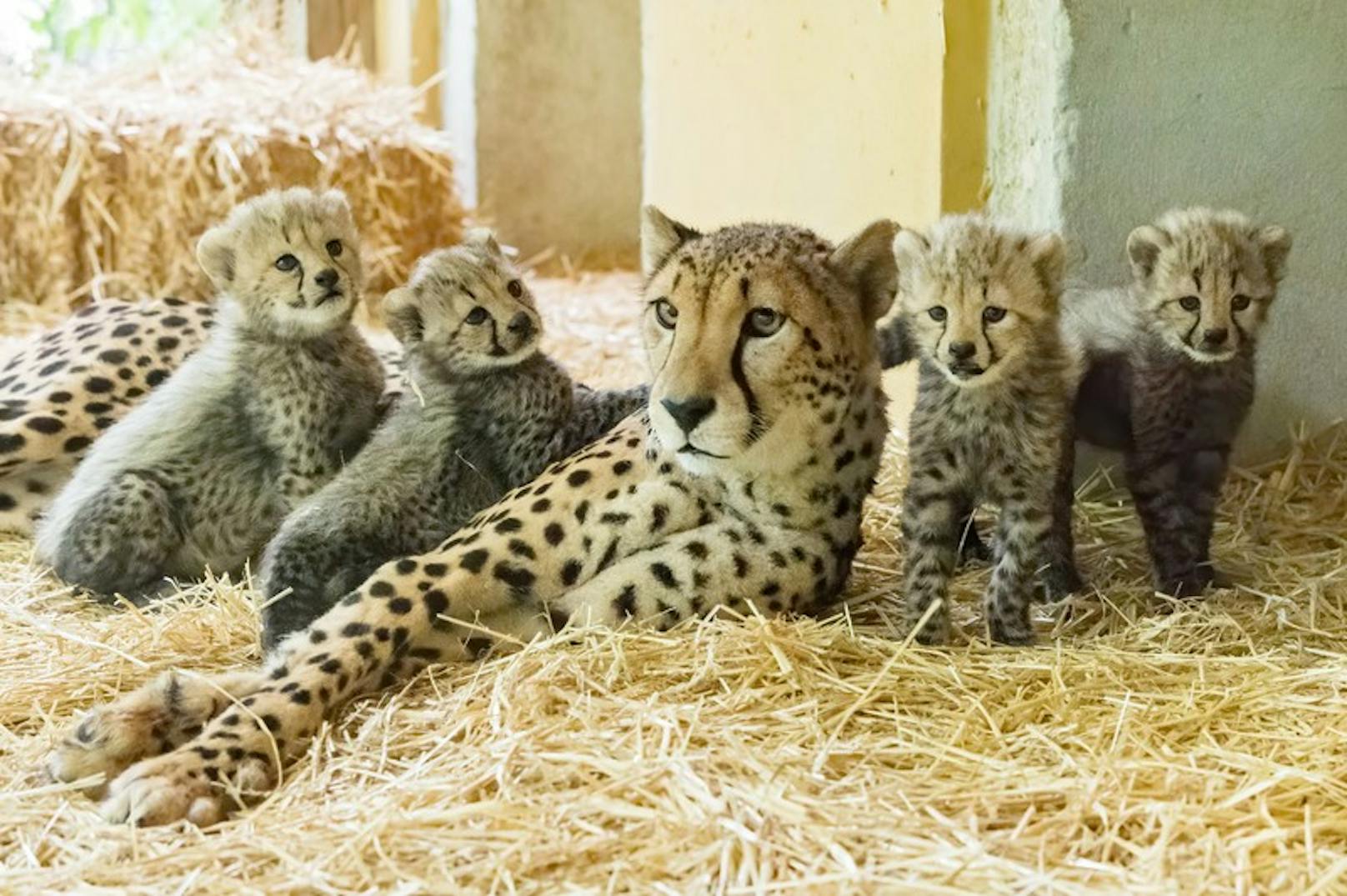 Am 22. Juni brachte Geparden-Weibchen Afra vier Babys auf die Welt.