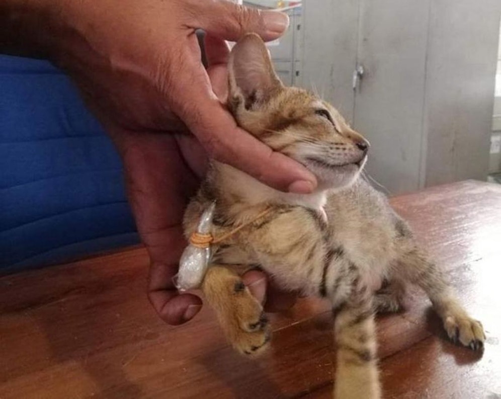 Ein Beamter inspiziert die Katze, die als Drogenschmugglerin im Hochsicherheitsgefängnis Welikada unterwegs war. 