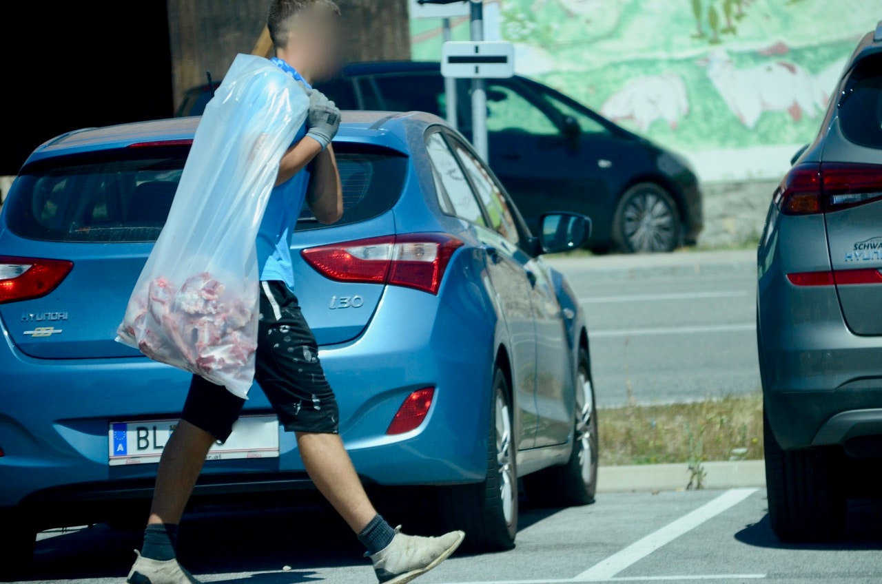 Heute.at - 700 Schafe für Islam-Fest in Reisenberg geschächtet