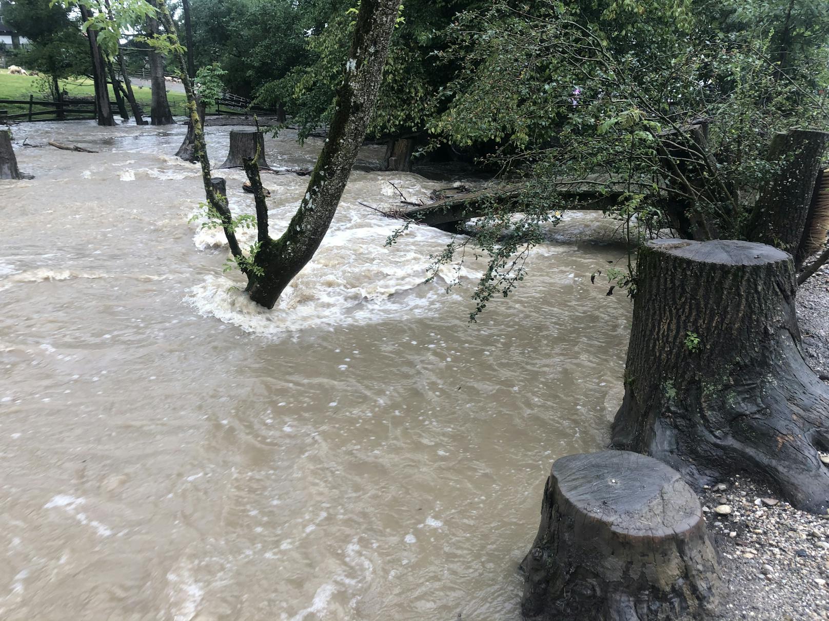 Die Verantwortlichen der Pfotenhilfe Lochen mussten gegen die Wassermassen kämpfen.