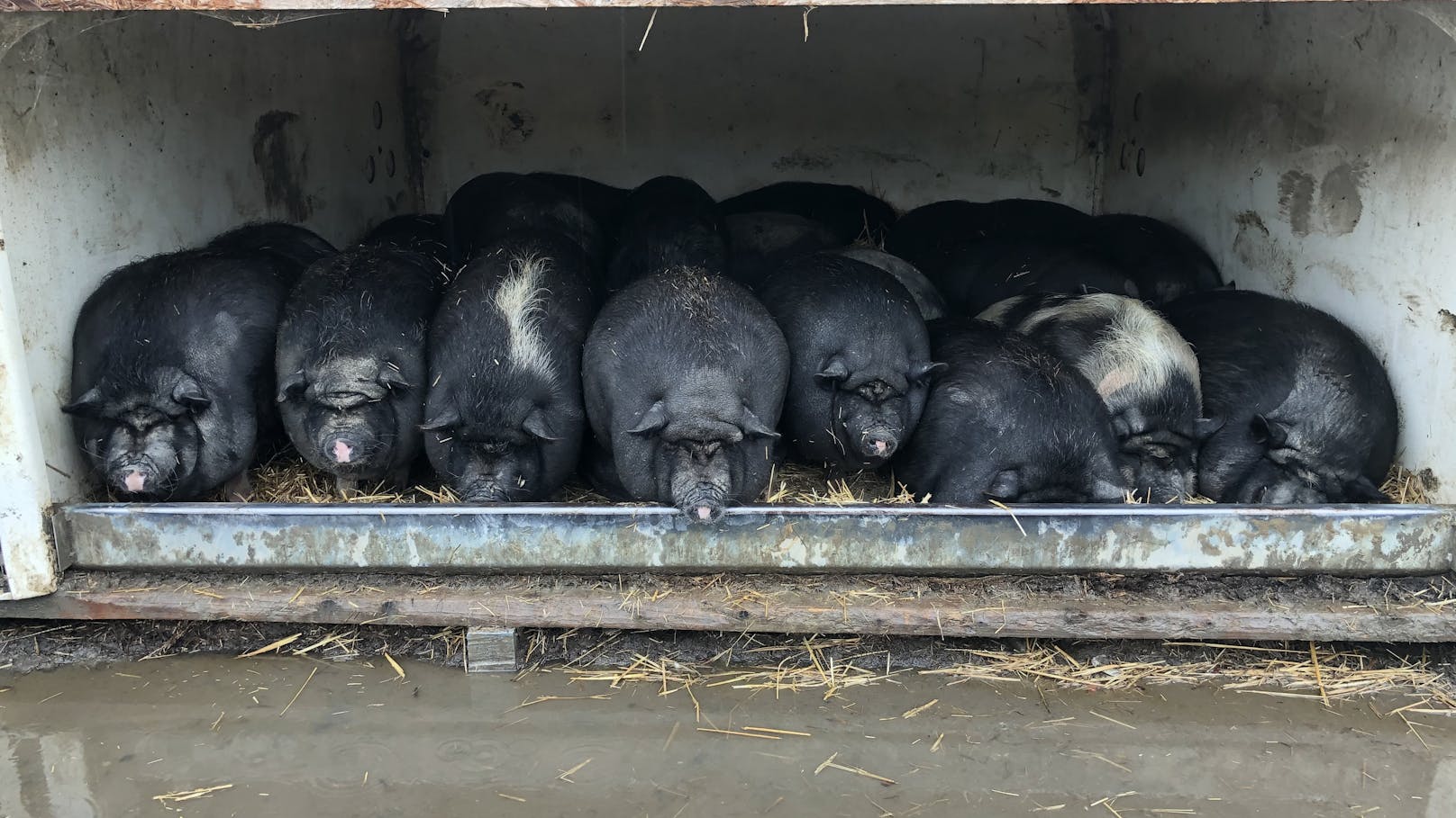 Dich aneinander gedrängt suchen die Schweine Schutz in ihrem Unterschlupf.