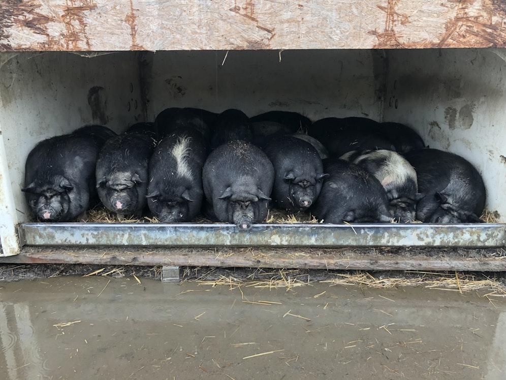 Die Verantwortlichen der Pfotenhilfe Lochen mussten gegen die Wassermassen kämpfen.