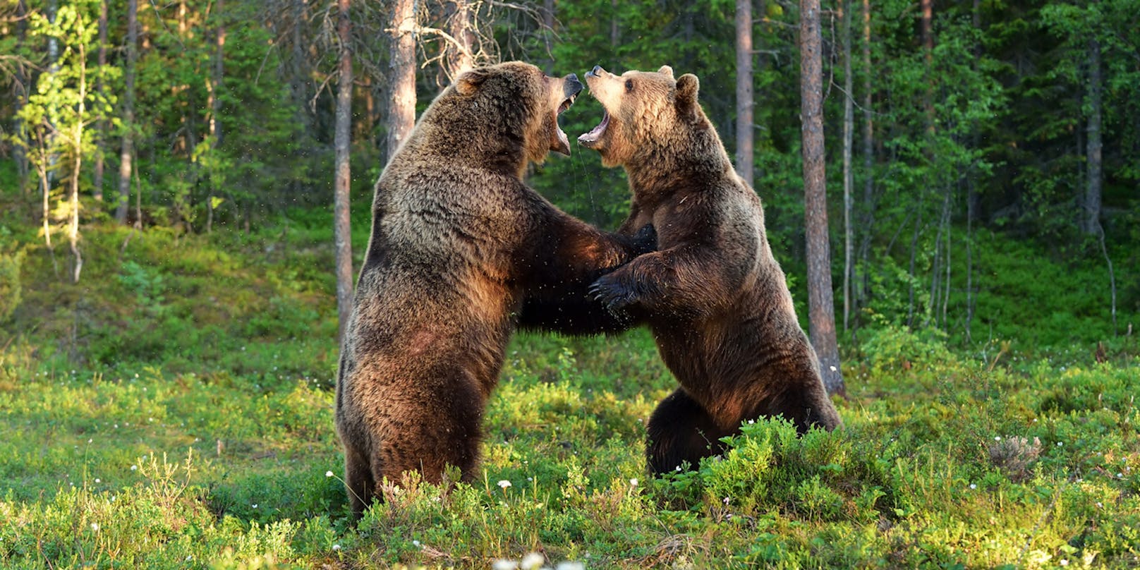 Der Bub wurde von zwei Bären attackiert und getötet.