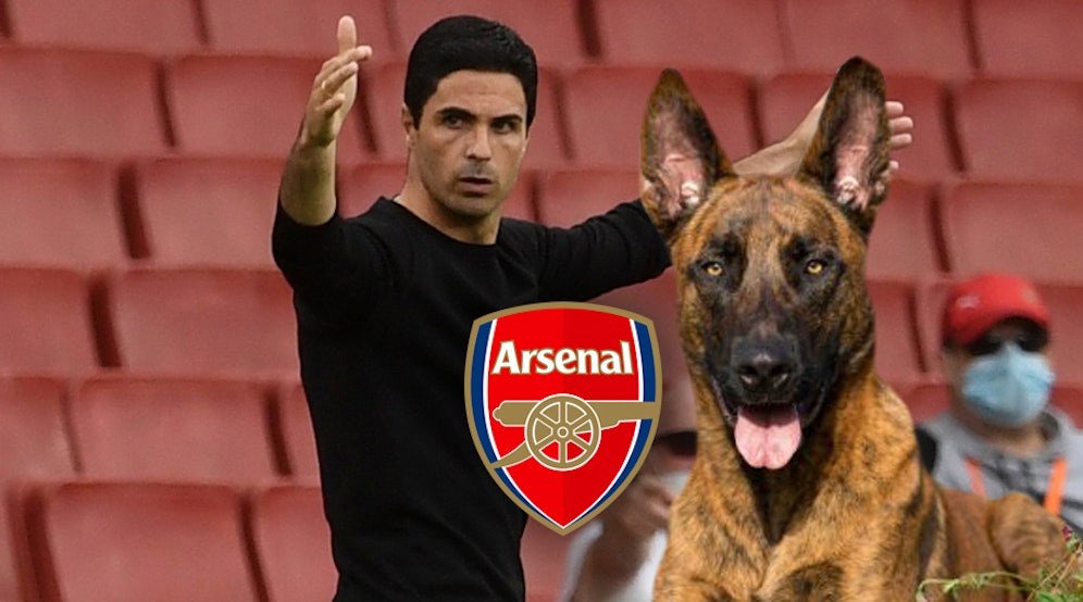 Mikel Arteta mit einem holländischen Schäferhund. 