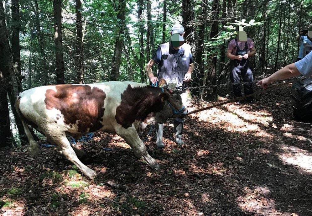 Polizisten und dem Landwirt gelang es das Tier aus dem Inn zu retten.