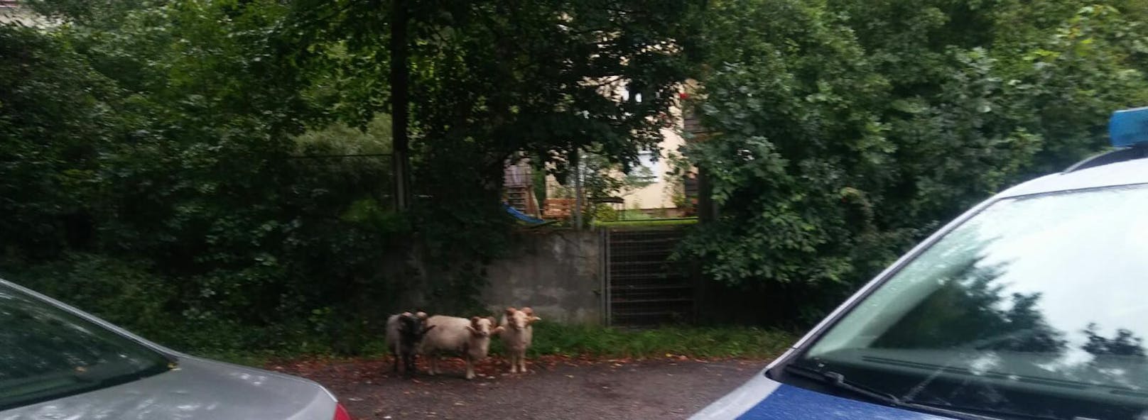 Happy End für ausgebüxte Schafe am Schafberg: Am Mittwoch konnten nun auch die drei noch abgängigen Wollträger wieder eingefangen werden. 